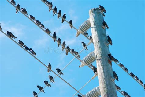 bird box electricity|do birds feel electricity.